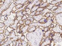 CD46 antibody [1E3D1]