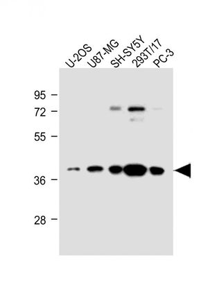 EN1 antibody, N-term