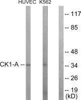 Casein Kinase 1 alpha antibody