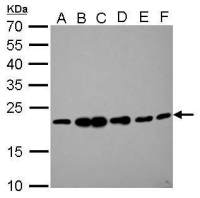 RAMP2 antibody