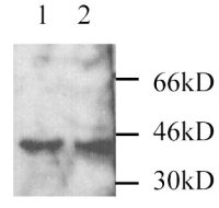 MEK3 antibody