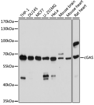 C6ORF150 antibody