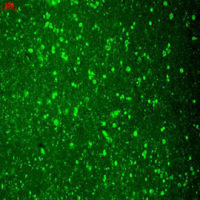 Cav1.2 antibody [S57-46]