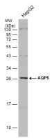 Aquaporin 5 antibody