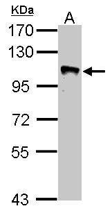GRASP1 antibody [N3C2], Internal