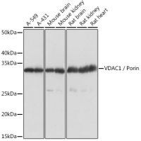 VDAC1 antibody