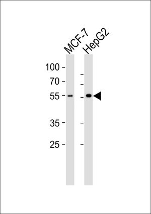 CYP2W1 antibody, N-term