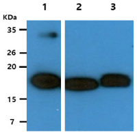 HINT2 antibody [AT5B10]