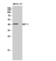 DUSP4 antibody