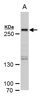 SETD1A antibody