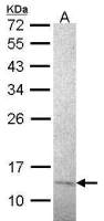 RPA14 antibody [14.2]