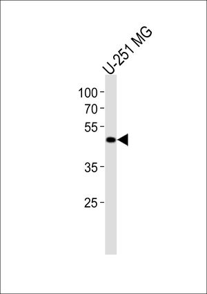 YB1 antibody, C-term