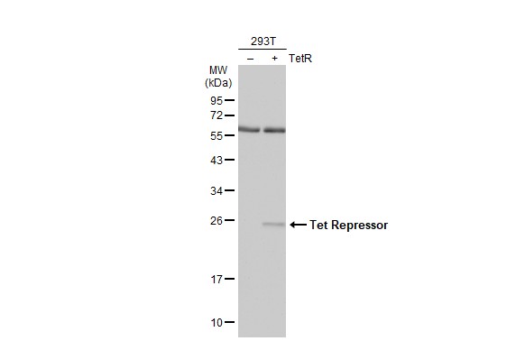 Tet Repressor antibody