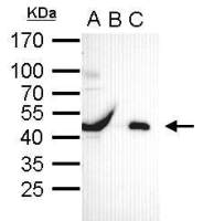 Oct4 antibody