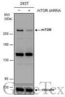 mTOR antibody [C1], Internal