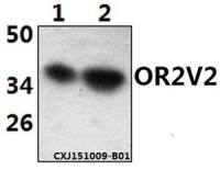 OR2V2 antibody