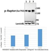 Raptor (phospho Ser792) antibody