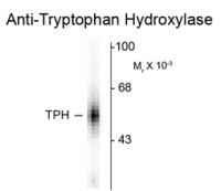 TPH1 antibody