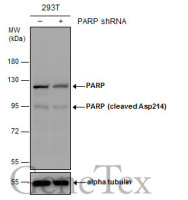 PARP (cleaved Asp214) antibody