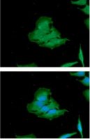 Calcineurin A antibody [AT1E11]