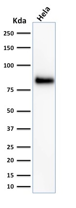 CD44 antibody [156-3C11]