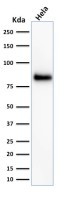 CD44 antibody [156-3C11]