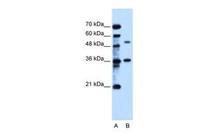 C9ORF127 antibody, C-term