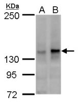 SFRS14 antibody