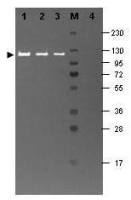 beta Galactosidase antibody (FITC)