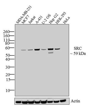 Src antibody [184Q20]