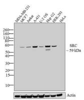 Src antibody [184Q20]