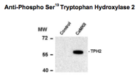 TPH2 (phospho Ser19) antibody