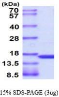 Human TNF alpha protein (active)