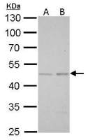 SMAD5 antibody