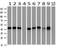 PAICS antibody [5B6]