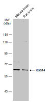 RGS14 antibody