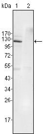 EphB4 antibody [7H4A6]