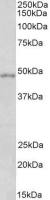 OX1R + OX2R antibody, Internal
