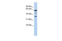 NELF-E antibody, N-term