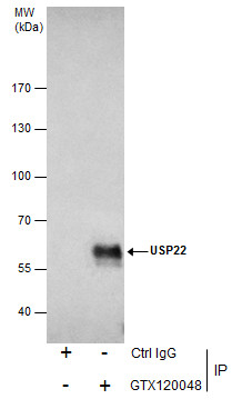 USP22 antibody [N3C3]