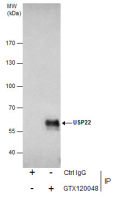 USP22 antibody [N3C3]