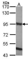 ELMO1 antibody [C3], C-term