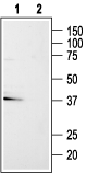 GPR86 antibody