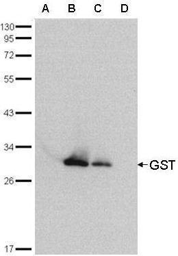 GST tag antibody (HRP)