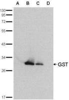 GST tag antibody (HRP)