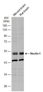 Nectin 1 antibody