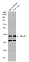 Nectin 1 antibody