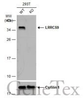 LRRC59 antibody