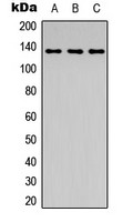 c-Abl (phospho Tyr204) antibody