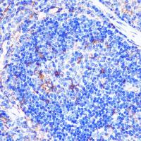 CD86 antibody
